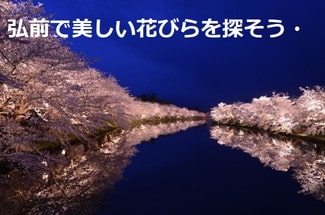 弘前市の桜